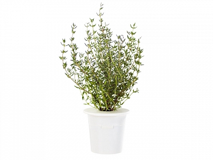 Набор картриджей Click and Grow Refill Чабрец